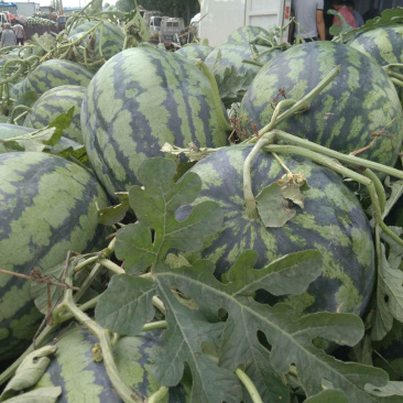 山东东明西瓜陆续火热上市中