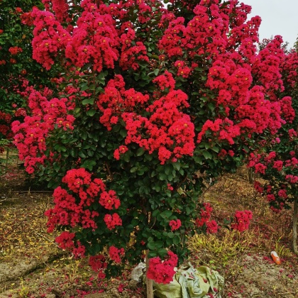 四川成都郫都区红火球紫薇价格行情走势 - 一亩田