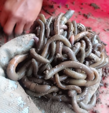 活野生蚯蚓无死的保质保量
