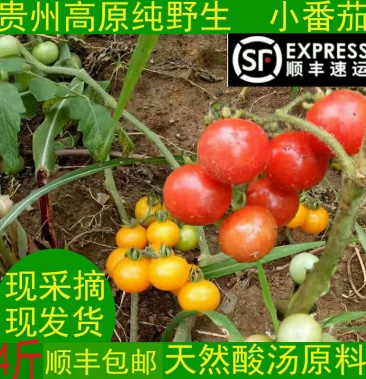 贵州野生小番茄毛辣果小西红柿酸汤天然酸汤鱼酸汤肥牛原料