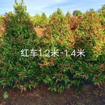 璟权园林有限公司红车特价