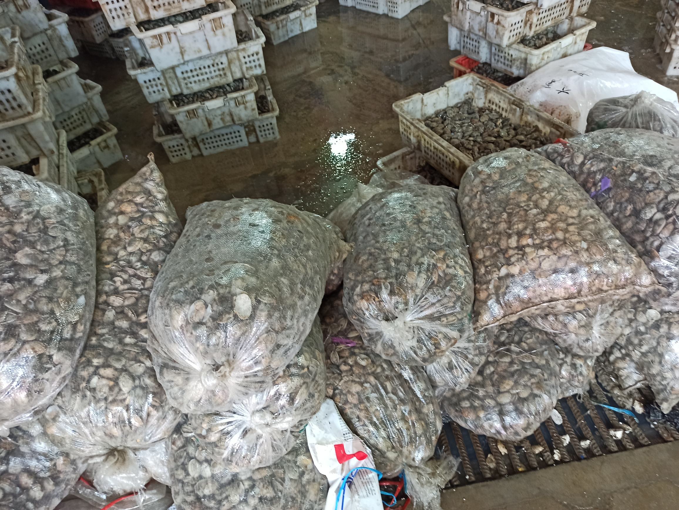 市场中售卖的鲜活花蛤