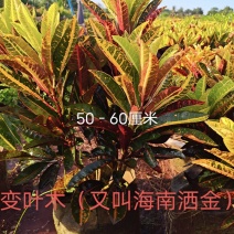 璟权园林有限公司变叶木
