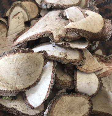 福建古田野生中草药七叶莲