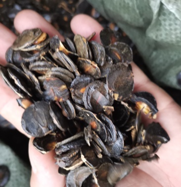 便秘果子有货 批发的来