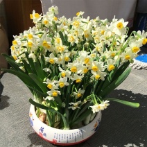 漳州特级水仙花种球盆栽室内水培水养四季花种花卉植物冬季大