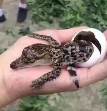 鳄鱼苗活体鳄鱼苗鳄鱼