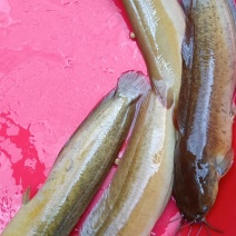 大量批发给你，价格优惠，