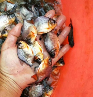 [鲳鱼苗批发]水产种苗,长期供应,快大型,白鲳鱼苗,5个月可以卖.价格0.