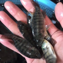 长期供应，各种品种，单性罗非，宝路鱼苗，海南一号