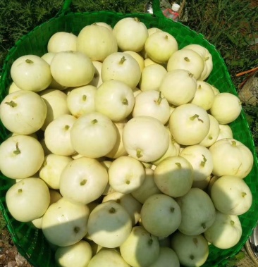 精品香妃甜瓜,北上广硬货