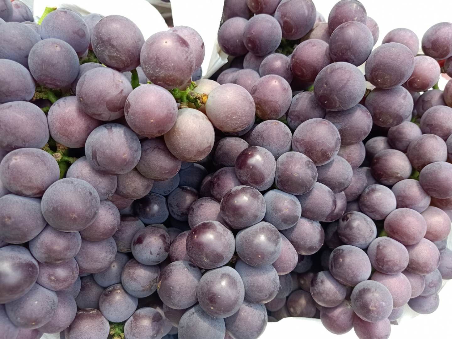 京亚葡萄果穗特写