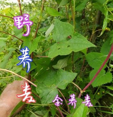 贵州毕节古夜郎大地野生中药材金荞麦野生现采现发