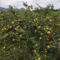 新鲜刺梨，基地直发，现货