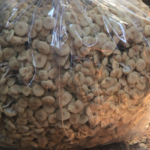 食用菌种植基地自营店