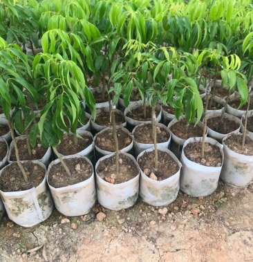 蜜丁香荔枝嫁接美植袋,黑杯苗美植袋大苗