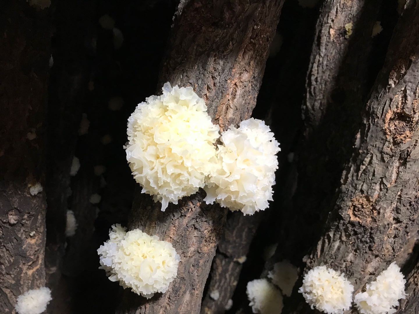 椴木银耳出耳特写