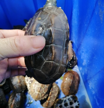 [中华草龟批发]外塘中华草龟碌,中华草公龟,投资养殖好品种价格5.