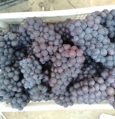 大量青红葡萄上市灌口厂酒厂果汁厂专用