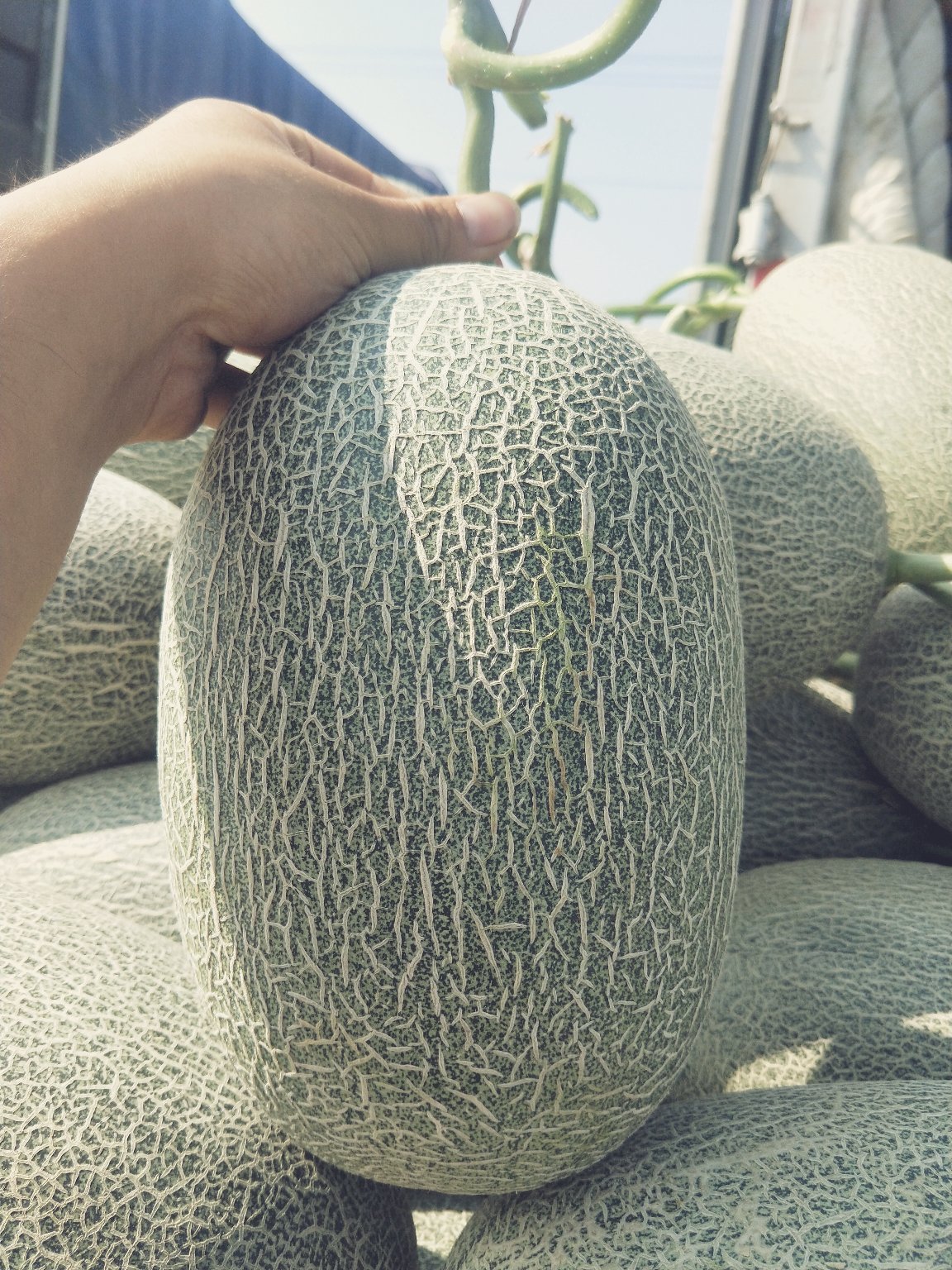 [晓蜜25哈密瓜批发]晓蜜25号甜瓜/熟度好红到皮/又脆又甜/电商一件