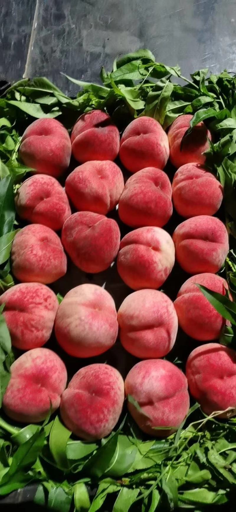 [北京八号桃批发]陕西渭南大荔县桃 0.70元/斤北京8号毛桃大 _ 一亩田