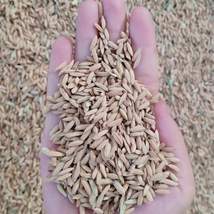 2023年的新早稻谷上市吉林水稻大量上市 产地直销 一手货源 欢迎来电