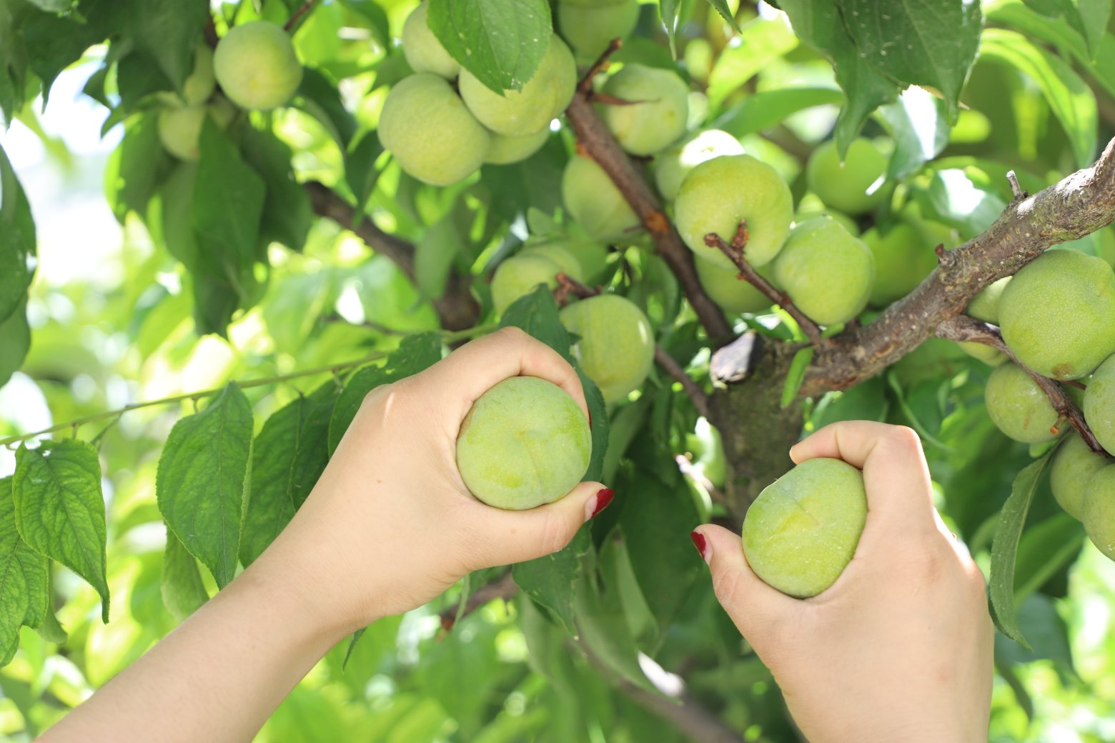 果农在果园中采摘青脆李子