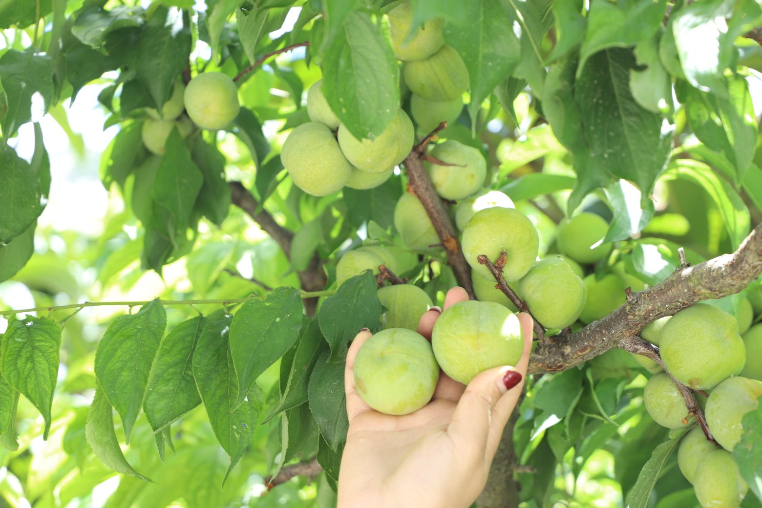 青脆李果园采摘场景