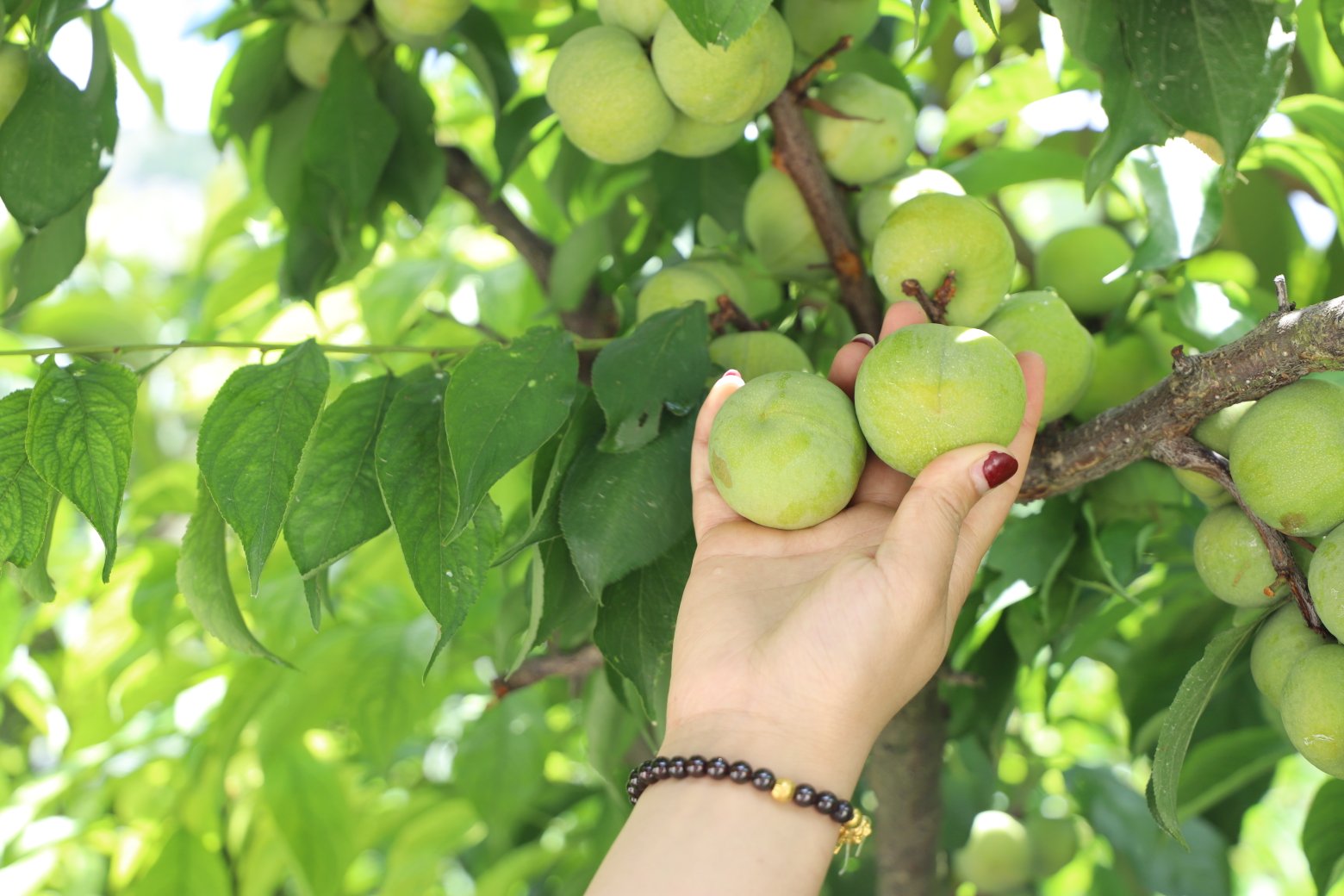 一位女性在厨房中清洗李子的场景，水槽中有流动清水，手中拿着几颗紫红色李子，旁边放着削皮器和玻璃碗