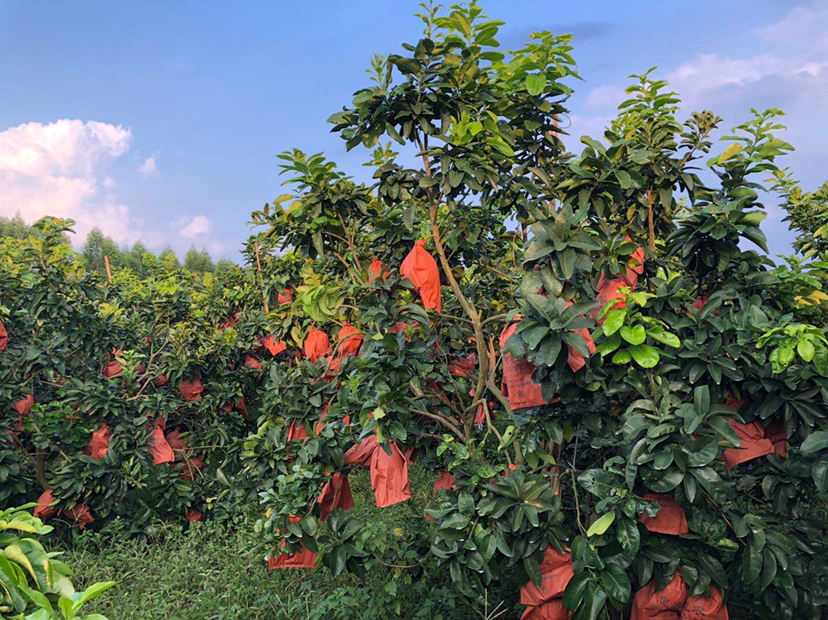 一片郁郁葱葱的果园中,成排的爆子葡萄柚树挂满金黄色的果实,农民正在采摘,篮子里装满了新鲜采摘的葡萄柚,背景是蓝天白云和远山,体现生态种植环境 果园中的爆子葡萄柚树挂满果实