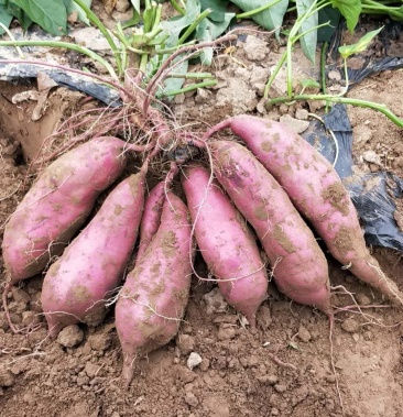 商薯19红薯口感香甜无丝白芯适合蒸烤条形好色泽佳商