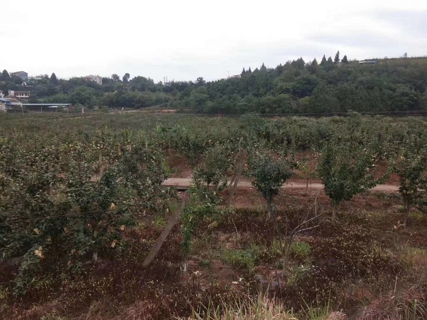 一片整齐栽植的翠冠梨82果园,树势健壮,枝叶繁茂,部分果实已套袋悬挂于枝头,阳光透过树叶洒落,呈现典型的南方丘陵山地梨园景观,背景可见果农正在田间管理 翠冠梨82果园实景图