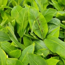 威廉斯b6，香蕉苗，带营养杯