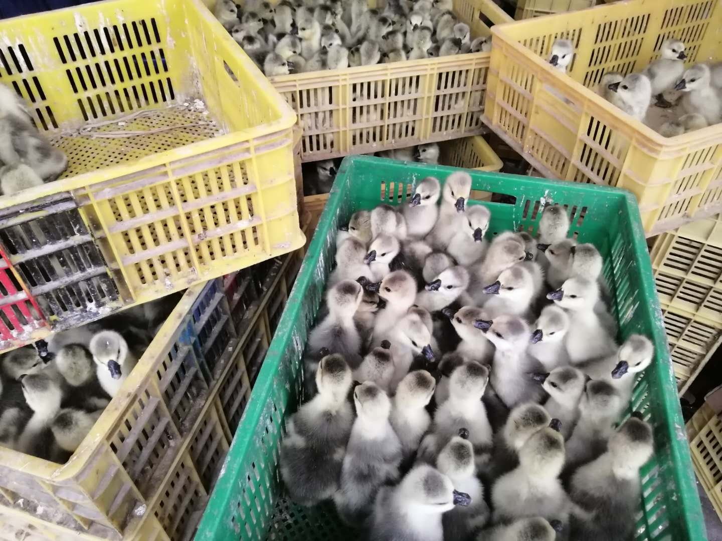 狮头鹅苗成长过程对比图
