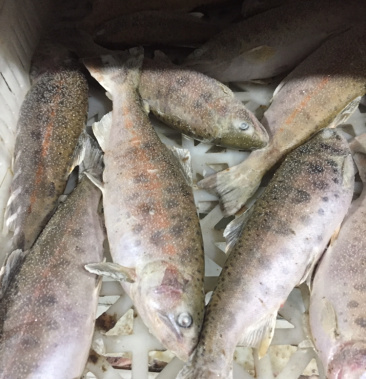 [鳟鱼苗批发]鳟鱼,山女鳟鱼,冷水鱼,海水养殖价格128.00元/公斤 - 一