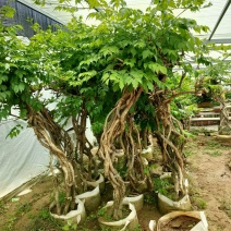 盘龙造型美国凌宵特大2.4米高带芽当年夏季开花造型独特