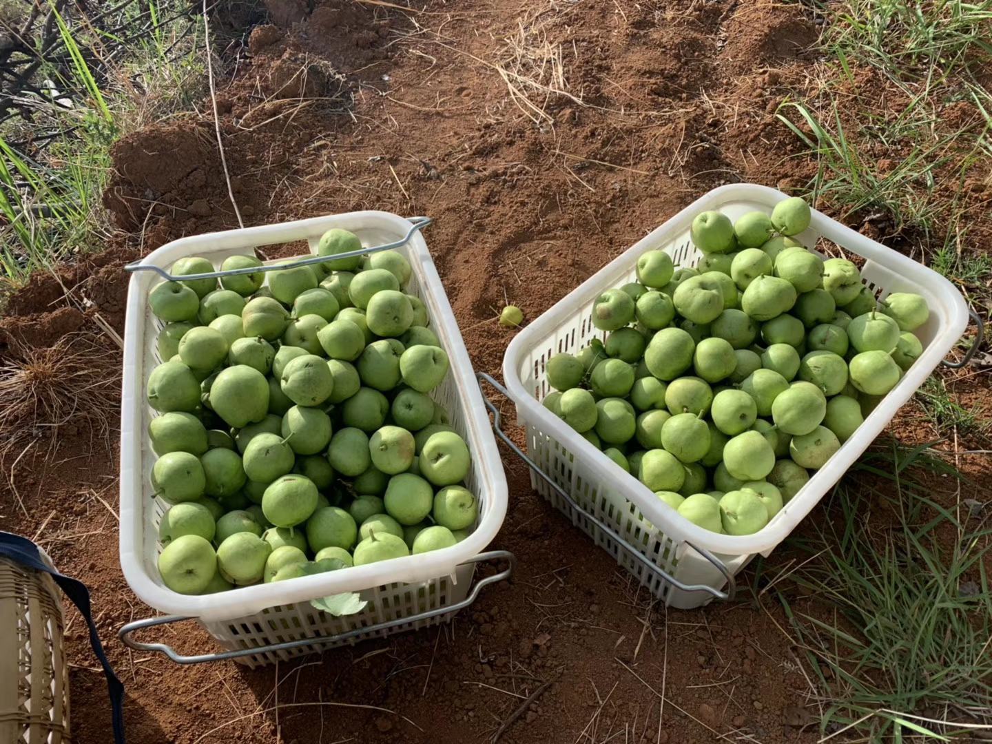鸭梨果园秋季管理现场