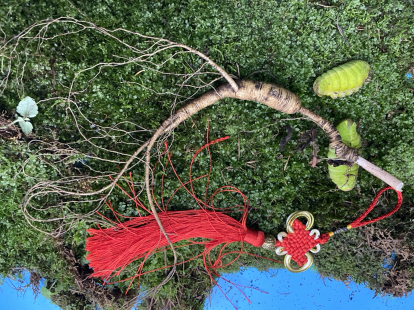 清洗后的林下参特写