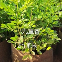 海璟权园林有限公司九里香