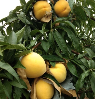 又大又甜的锦绣黄桃成熟了