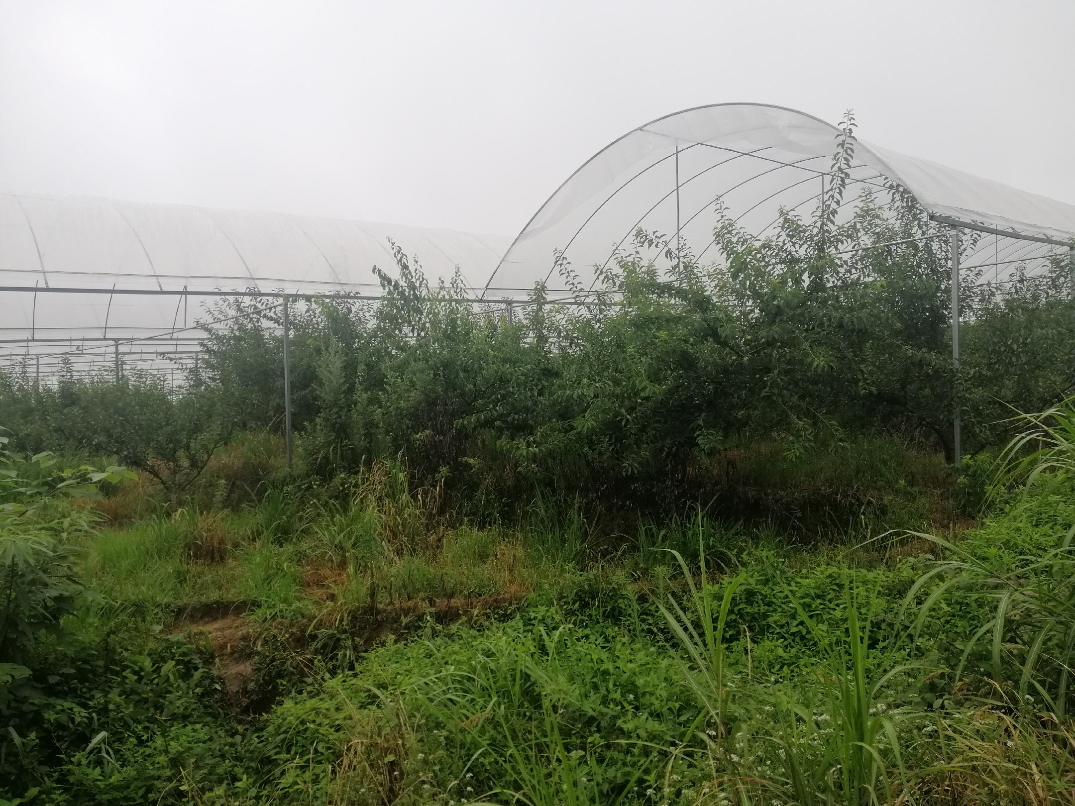 果园生态管理实景图