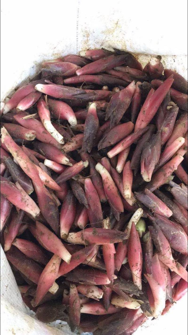 安徽安庆新鲜阳荷姜,莲花姜上市,欢迎各位老板下单咨询