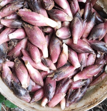 安徽安庆新鲜阳荷姜莲花姜上市欢迎各位老板下单咨询