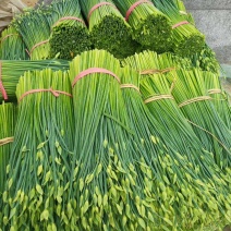 山东韭菜苔大量上市保质保量欢迎选购货源充足