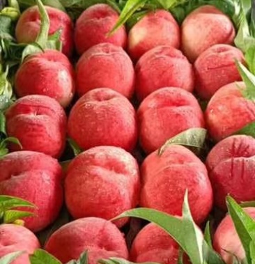 [蜜桃批发]【优选】河北乐亭水蜜桃大量上市 颜色红口感好价格优全国