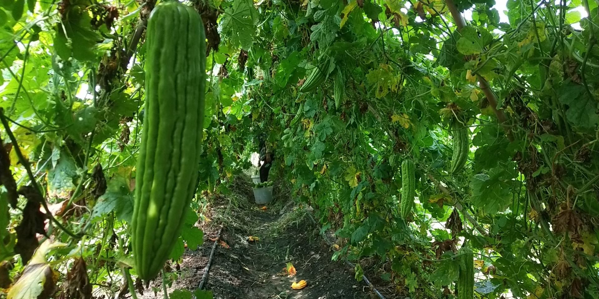 网纹瓜采摘场景
