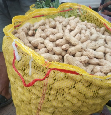 鲜花生,大果花生饱满市场专供