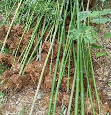 淡竹 专业供应竹苗 一手货源 种类齐 大土球成活率高