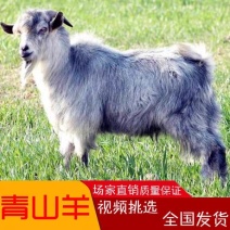 青山羊价格青山羊羊羔头胎怀孕母羊免费运输