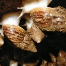 白玉蜗牛现在大量出售出厂价美丽